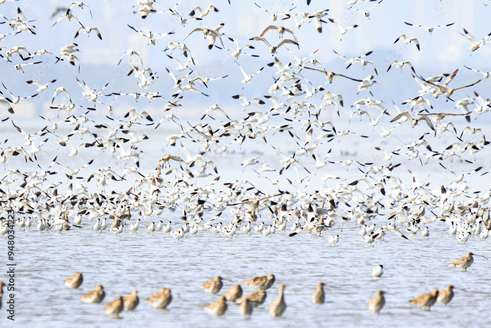 Large Flock of Pied Avocets in Flight Over Water, Mai Po Natural Reserve, Hong Kong Large Flock of Pied Avocets in Flight Over Water, Mai Po Natural Reserve, Hong Kong