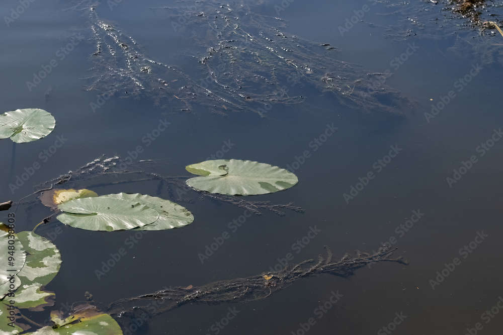 Lotus petals on the water.