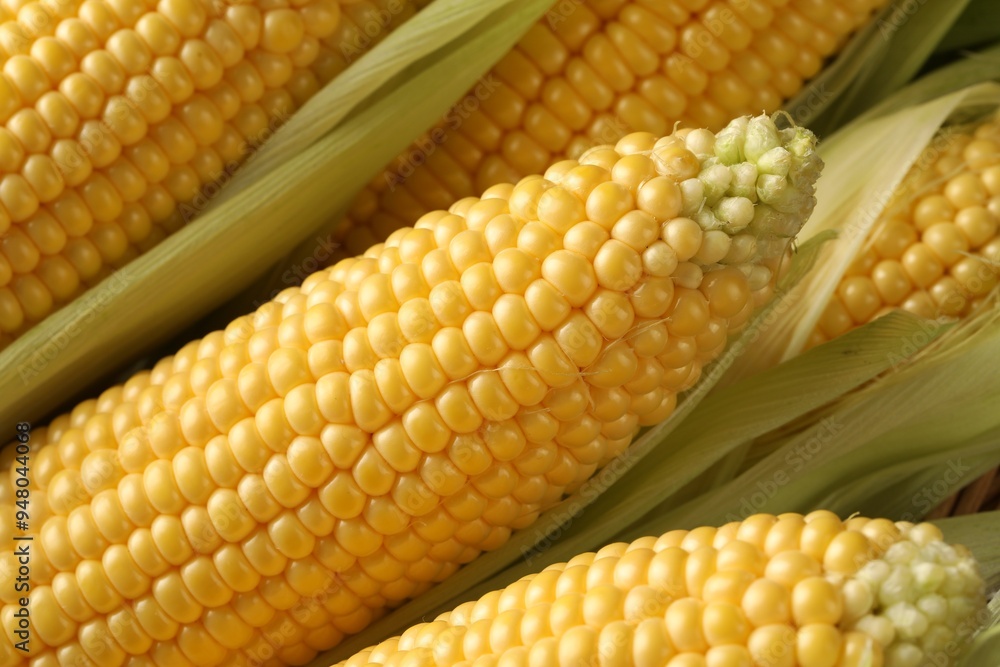 Many fresh ripe corncobs with green husks as background, closeup Many fresh ripe corncobs with green husks as background, closeup
