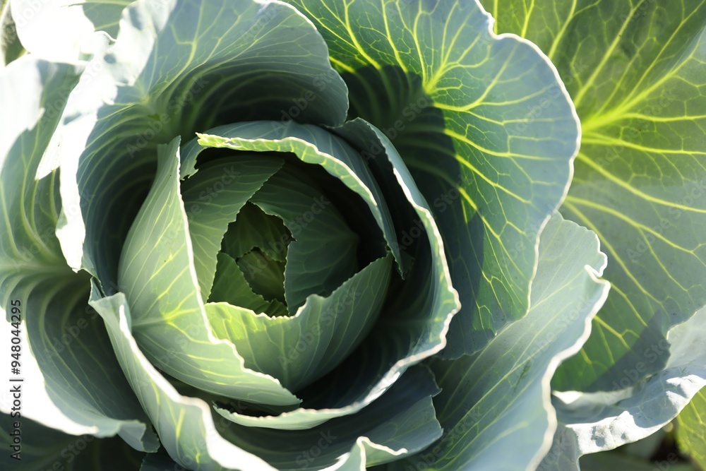 Obraz premium Green cabbage growing in field on sunny day, closeup