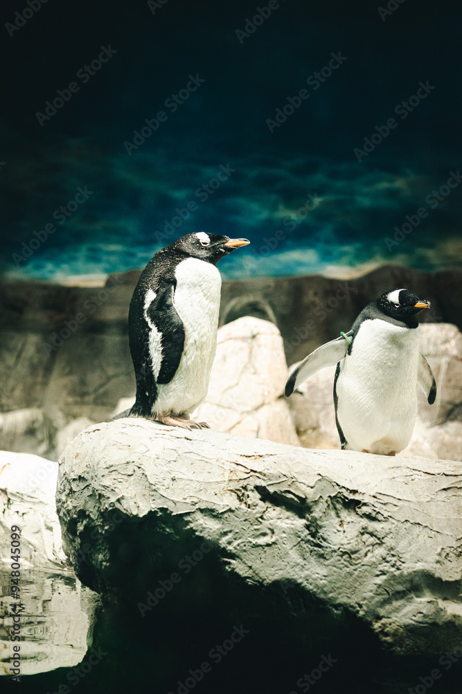 Fototapeta premium PINGÜINOS