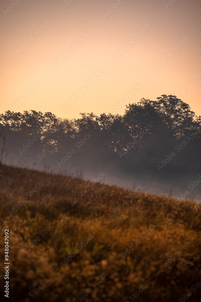 Fototapeta premium Summer morning with fog , green field , green trees , forest at summer . Yellow sunrise over the trees , sunny days . Fog over the trees and field , tree on field with grass , beautiful landscape 