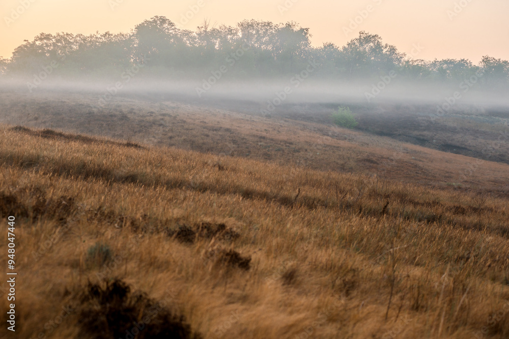 Summer morning with fog , green field , green trees , forest at summer . Yellow sunrise over the trees , sunny days . Fog over the trees and field , tree on field with grass , beautiful landscape Summer morning with fog , green field , green trees , forest at summer . Yellow sunrise over the trees , sunny days . Fog over the trees and field , tree on field with grass , beautiful landscape