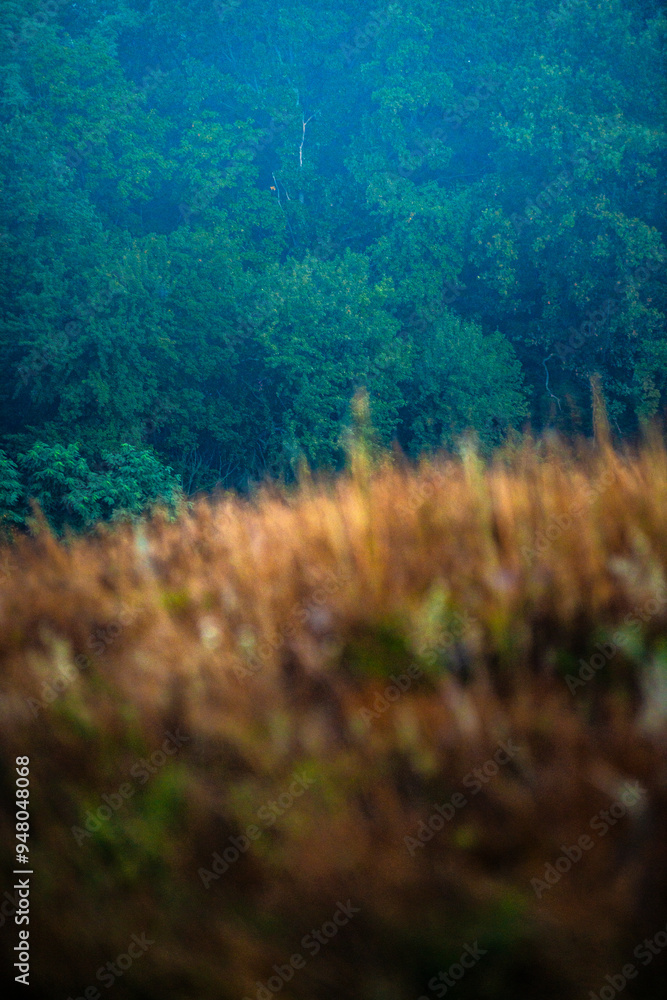 Obraz premium Summer morning with fog , green field , green trees , forest at summer . Yellow sunrise over the trees , sunny days . Fog over the trees and field , tree on field with grass , beautiful landscape 