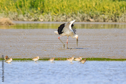 Oriental Stork Foraging in Wetland Mud, Mai Po Natural Reserve, Hong Kong photo