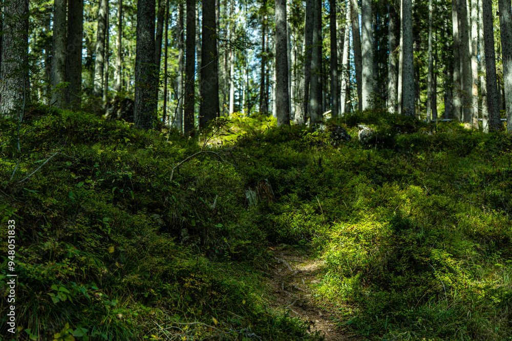 Fototapeta premium footpath in the forest
