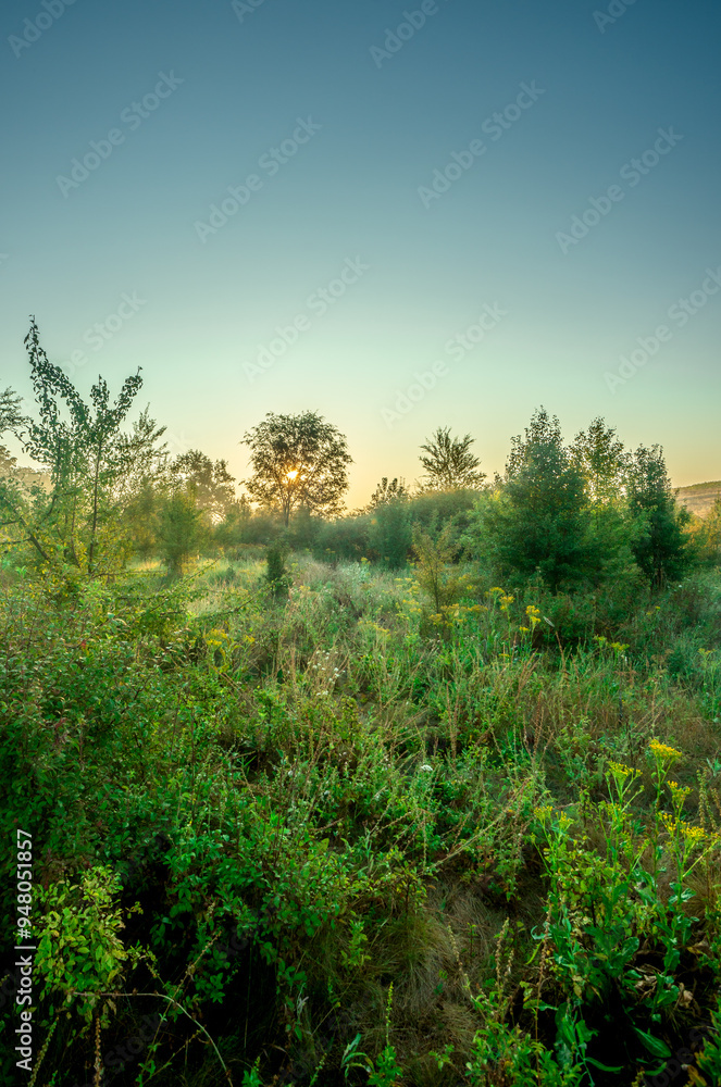 Obraz premium Summer landscape with sunlights , wild nature ,. foggy . Golden sun , yellow colors . Green grass. Trees on the field , beautiful colors in landscape