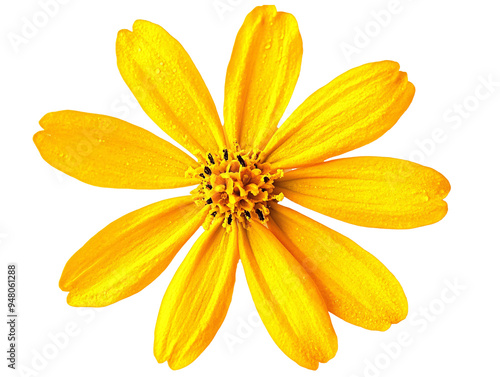 a yellow flower with a white background