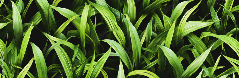 Lush Green Foliage. Lush Green Foliage.