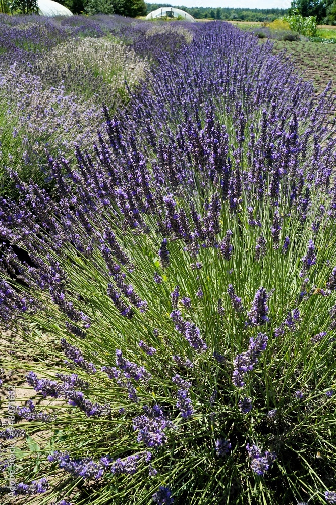 Obraz premium Lavender bushes in the field