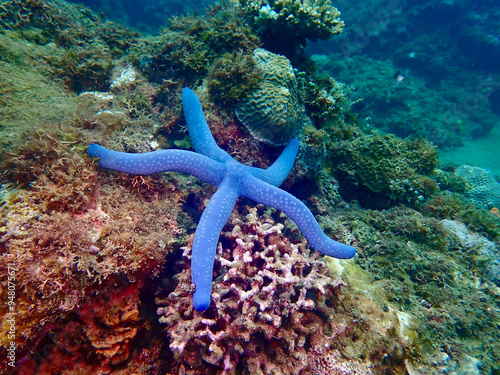 Starfish on a coral reef. A blue starfish lies among the corals underwater.