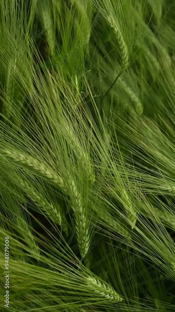 Raw product. Close up view of growing green wheat on agricultural field. Raw product. Close up view of growing green wheat on agricultural field.