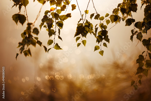 Fototapeta Naklejka Na Ścianę i Meble -  Brzozowe liście na tle wody o świcie, tapeta baner.