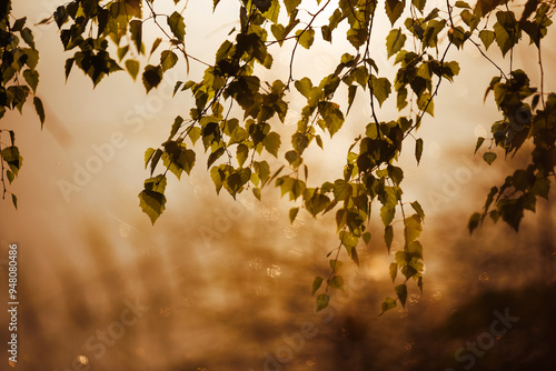 Fototapeta Naklejka Na Ścianę i Meble -  Brzozowe liście na tle wody o świcie, tapeta baner.