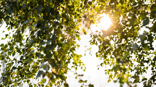Fototapeta Naklejka Na Ścianę i Meble -  Brzozowe liście na tle wody o świcie, tapeta baner.