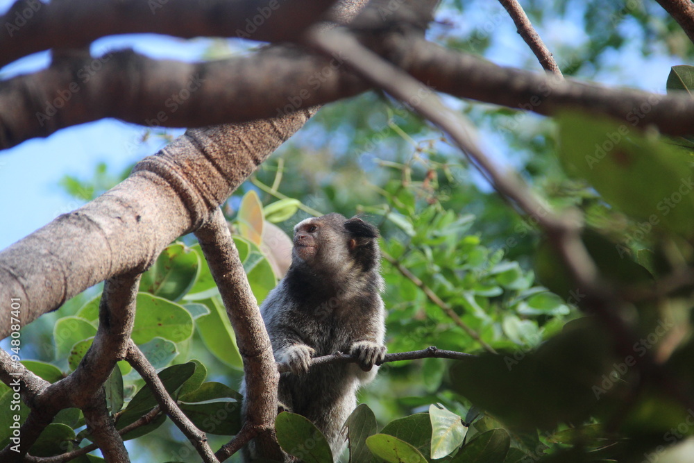 Fototapeta premium sagui em árvore no cerrado