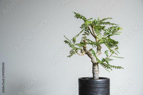 夏の塊根植物　ボスウェリア ネグレクタ