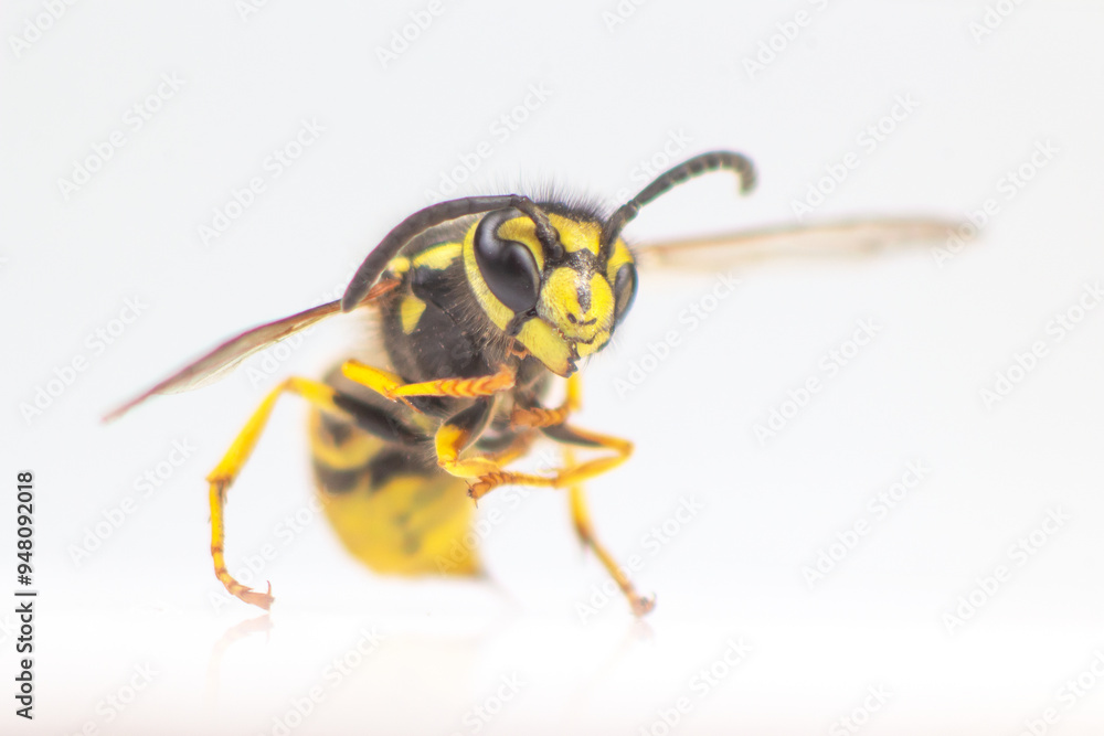 wasp close-up on a white background. insects and zoology. fauna wasp close-up on a white background. insects and zoology. fauna