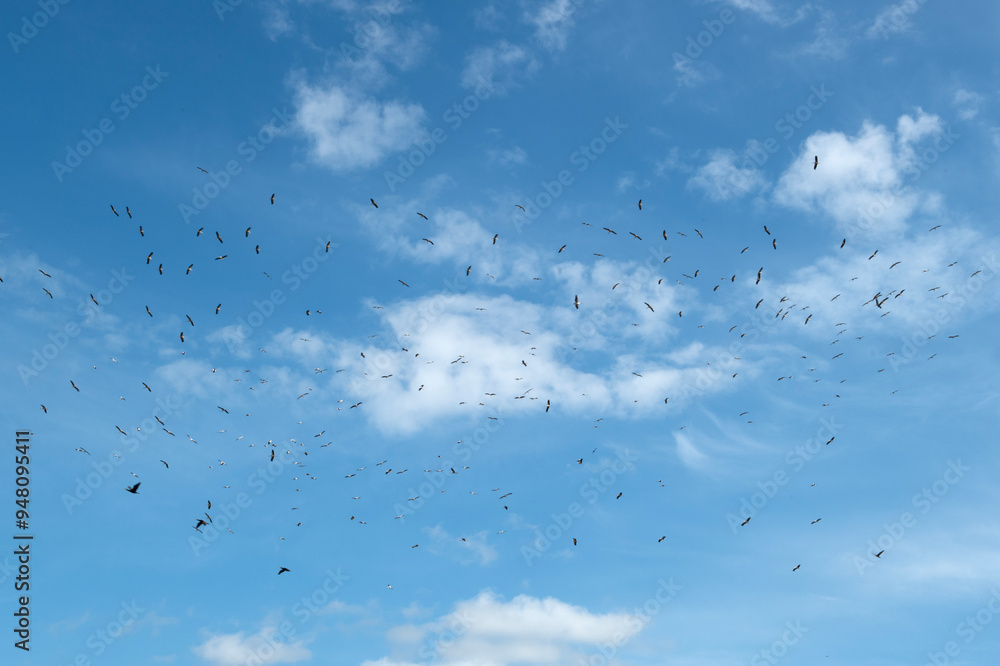 Birds migrating in flocks across the sky. Flocks of birds.
Migration of birds. Nallıhan bird sanctuary. Birds that nest in the lake to breed.flock of cormorants soaring in the sky. Birds migrating in flocks across the sky. Flocks of birds.
Migration of birds. Nallıhan bird sanctuary. Birds that nest in the lake to breed.flock of cormorants soaring in the sky.