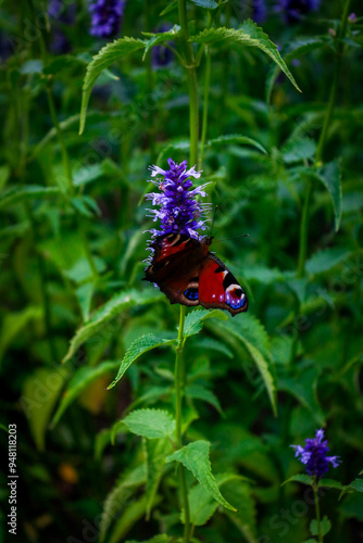 a butterfly on a purple flower