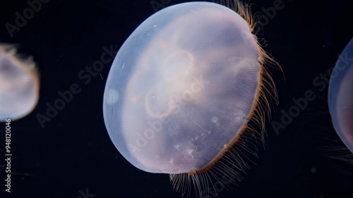 Video 4k 3840x2160 50fps Meduse Closeup magnifique gros plan aquarium fond d'écran illustration photo