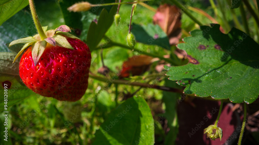 Ripe, juicy strawberry. Garden fruit bush. Beautiful natural rural landscape with strong blurred background. The concept of healthy food with vitamins Ripe, juicy strawberry. Garden fruit bush. Beautiful natural rural landscape with strong blurred background. The concept of healthy food with vitamins