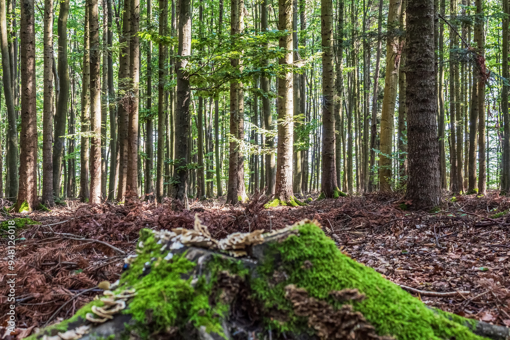 Landscapes - Macro - Forest - Europe, Romania, Suceava region Landscapes - Macro - Forest - Europe, Romania, Suceava region