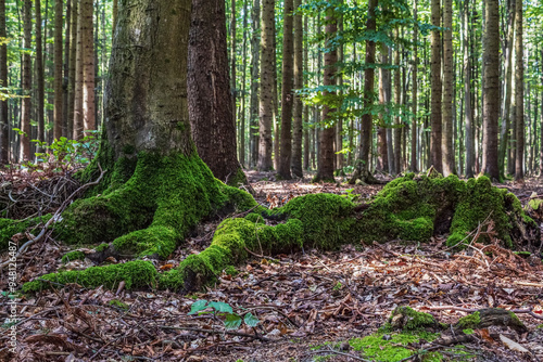 Landscapes - Macro - Forest - Europe, Romania, Suceava region