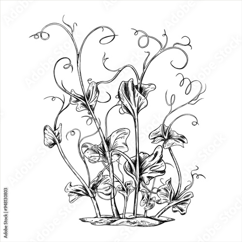 Young green sprouting pea sprouts from seeds hand drawn in black ink graphically. A legume plant growing from the soil in a home garden. Lineart style painted by black on isolated background