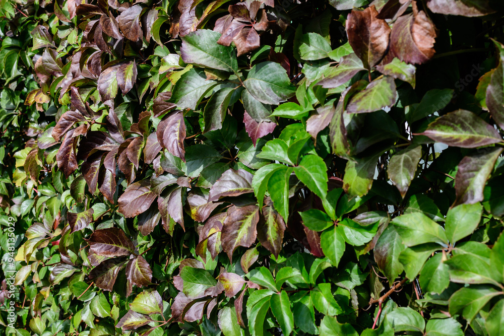 Minimalist monochrome background with many large red and green leaves o Parthenocissus quinquefolia plant, known as Virginia creeper, five leaved ivy or five-finger, in a garden in a sunny autumn day Minimalist monochrome background with many large red and green leaves o Parthenocissus quinquefolia plant, known as Virginia creeper, five leaved ivy or five-finger, in a garden in a sunny autumn day