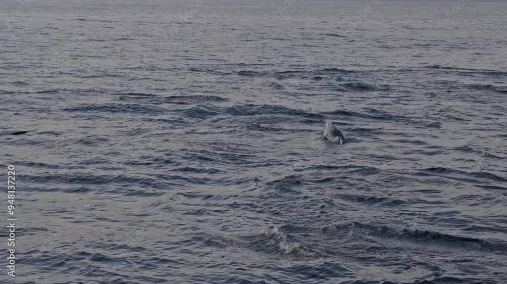 Slow motion of a pod of dolphins swimming across the ocean in natural habitat. Wild playful dolphins hunting fish in South Africa at sunset. Sardine run. Wildlife, marine sea scape, mammal animals. Slow motion of a pod of dolphins swimming across the ocean in natural habitat. Wild playful dolphins hunting fish in South Africa at sunset. Sardine run. Wildlife, marine sea scape, mammal animals.
