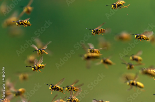 large swarm of dangerous striped stinging insects wasps fly against the backg...