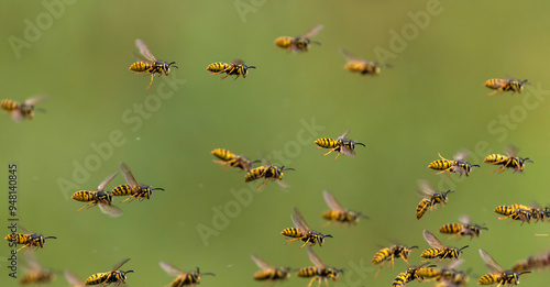 large swarm of dangerous striped stinging insects wasps fly against the backg...