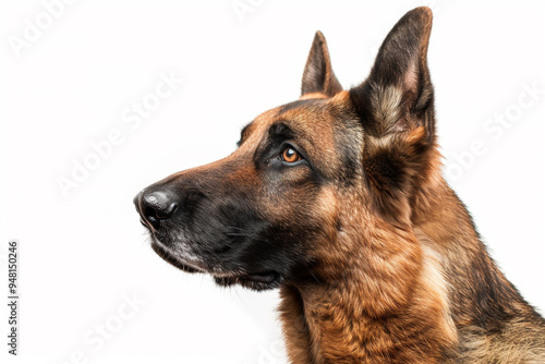 German Shepherd Portrait