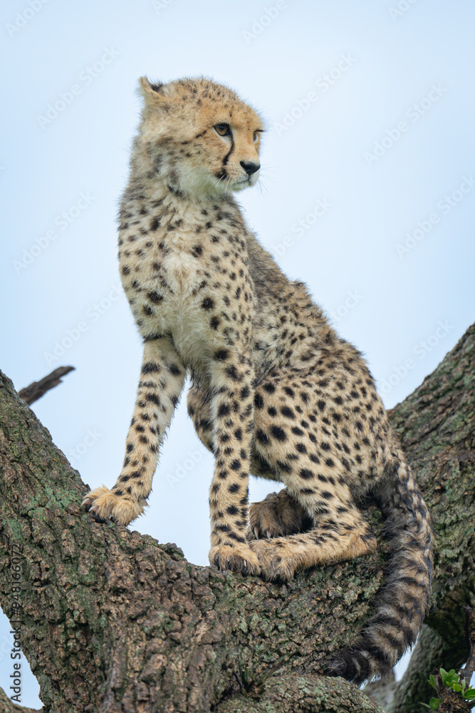 Fototapeta premium Cheetah cub sits in tree turning head
