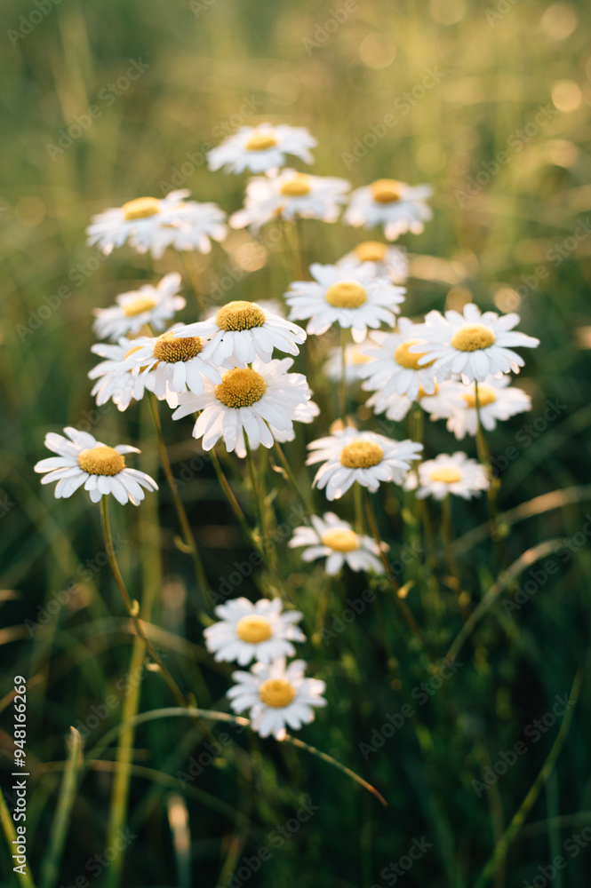 Daisy in a meadow rich in flowers at dawn. Daisy in a meadow rich in flowers at dawn.