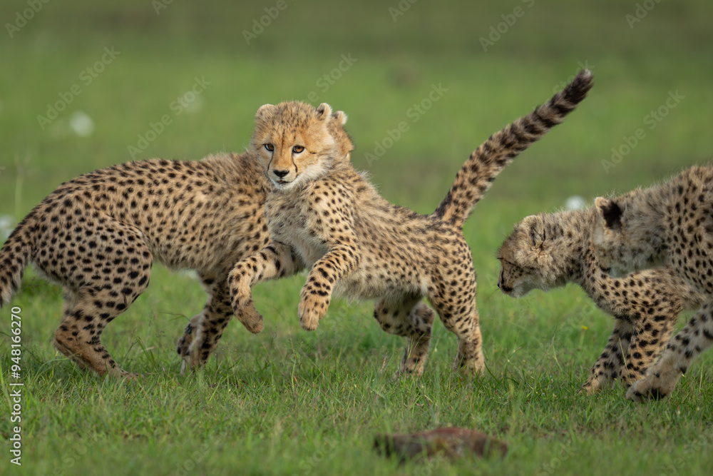 Fototapeta premium Cheetah cub runs away from three siblings