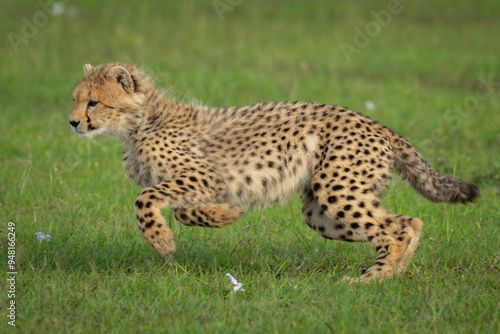 Cheetah cub runs past flowers on grassland