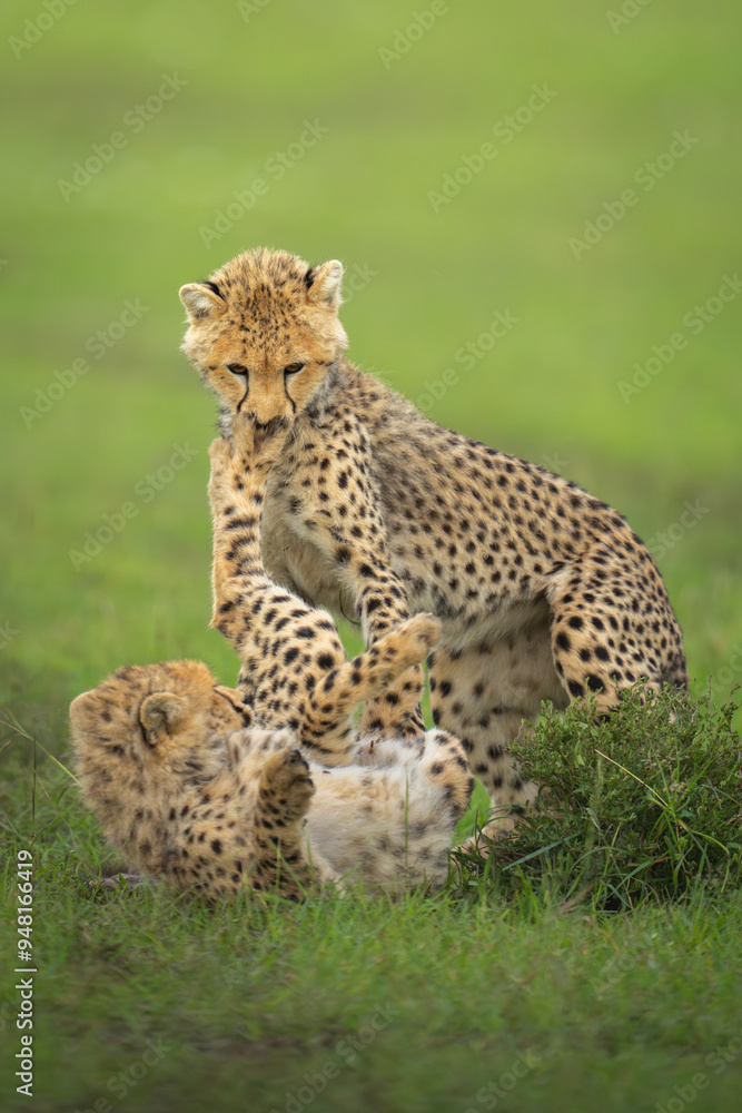 Fototapeta premium Cheetah cub lies kicking sibling by bush