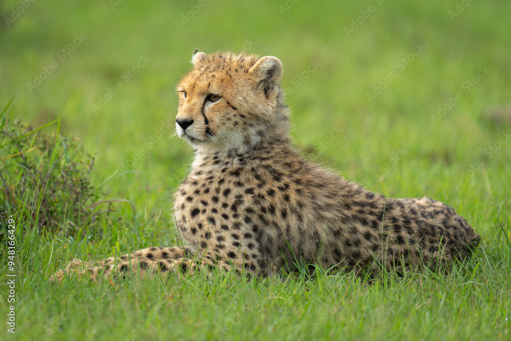 Fototapeta premium Cheetah cub lying on grass near bush