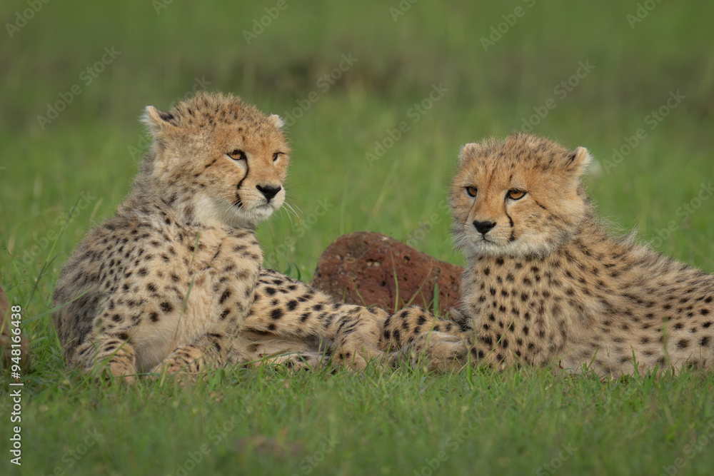Cheetah cub lies by sibling on grassland Cheetah cub lies by sibling on grassland