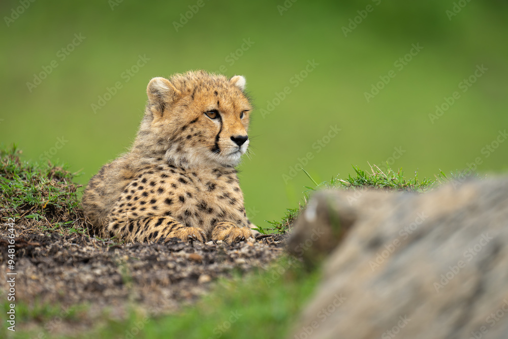 Cheetah cub lies by rock on ridge Cheetah cub lies by rock on ridge