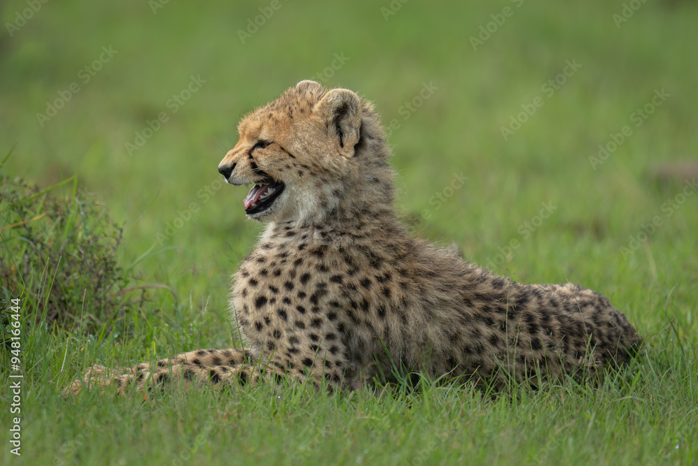 Cheetah cub lies chirping on short grass Cheetah cub lies chirping on short grass