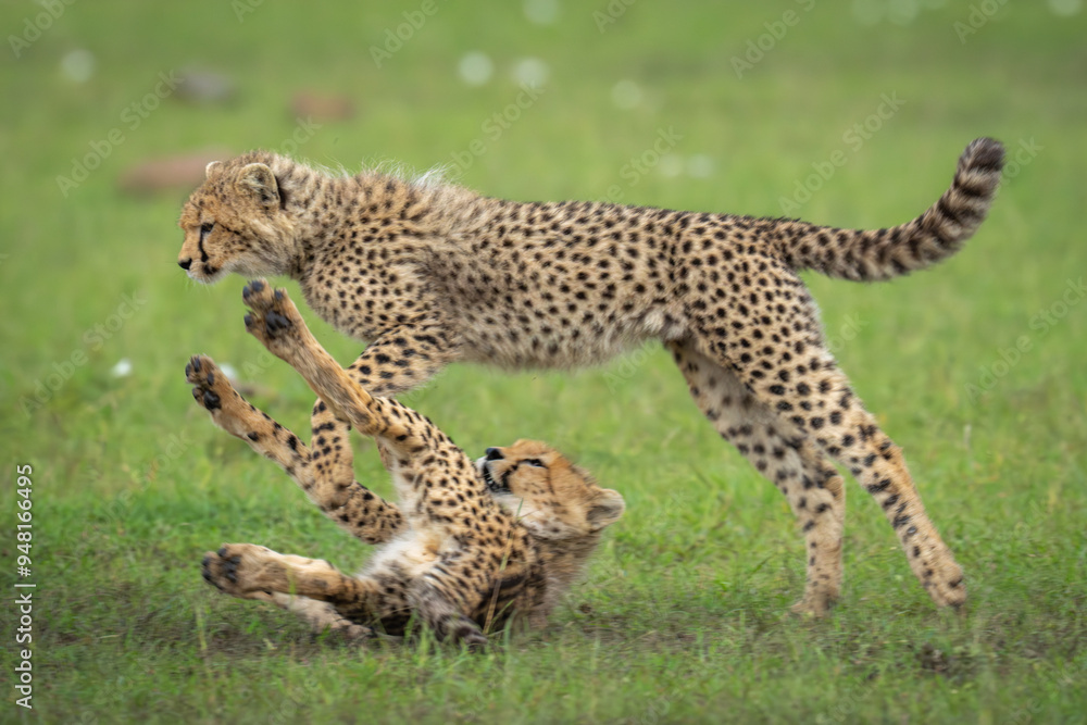 Obraz premium Cheetah cub jumps over another on grass
