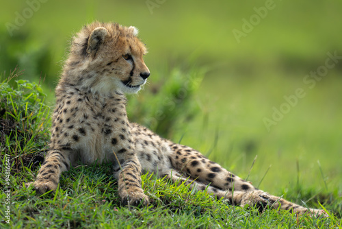 Cheetah cub lies on mound looking round