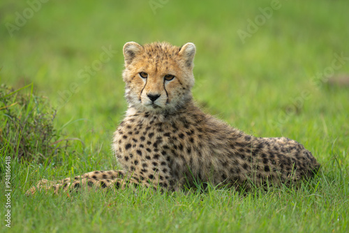 Cheetah cub lies turning head near bush