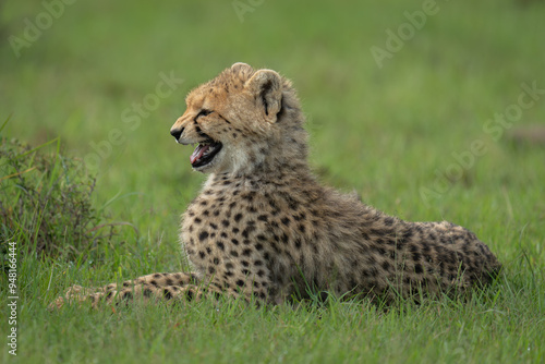 Obraz na plátně Cheetah cub lies chirping on short grass