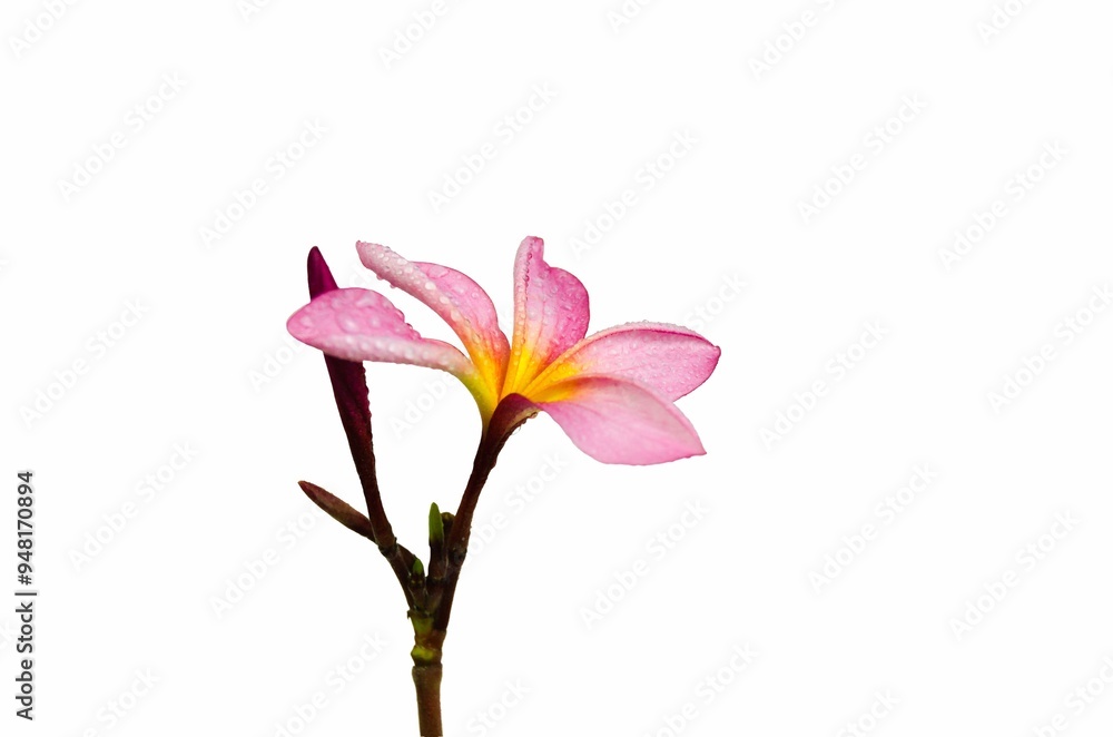 Close up photo of Pink Semboja on a white background. Semboja is a group of plants in the genus Plumeria. Frangipani, Frangipani, Close up photo of Pink Semboja on a white background. Semboja is a group of plants in the genus Plumeria. Frangipani, Frangipani,