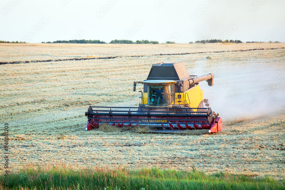 Fototapeta premium The harvester is harvesting wheat in the field. grain preparation. agronomy and agriculture.