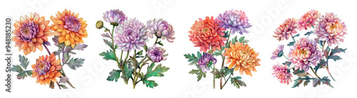 Watercolor set of autumn chrysanthemum bushes png. Branches of chrysanthemum flowers on an isolated background. Elements for fall designs, wedding invitations, etc. Watercolor botany.